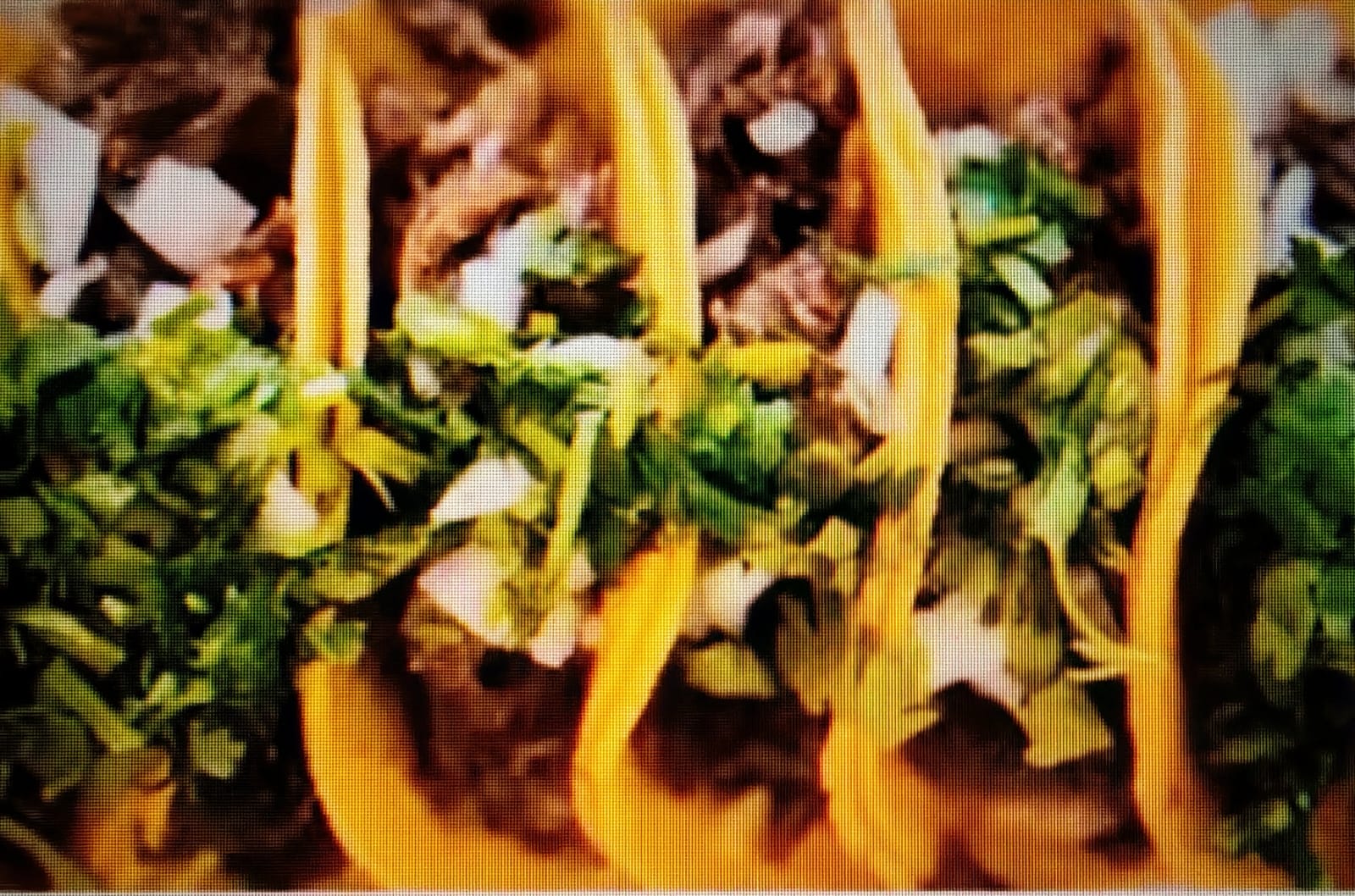 Little Taco Shop Tacos